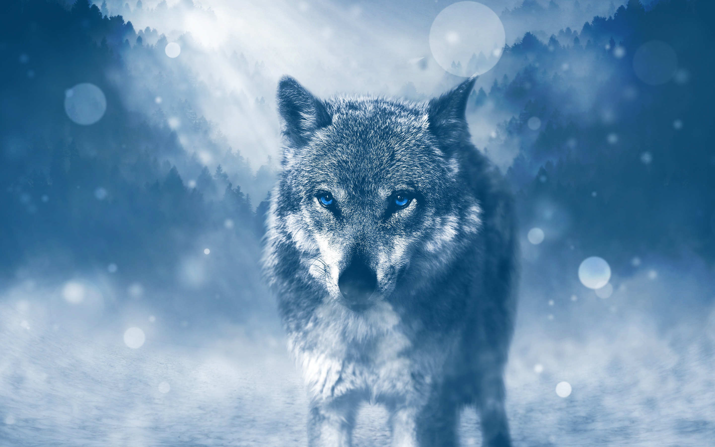Wild Wolf 4K249497651 - Wild Wolf 4K - Wolf, Wild